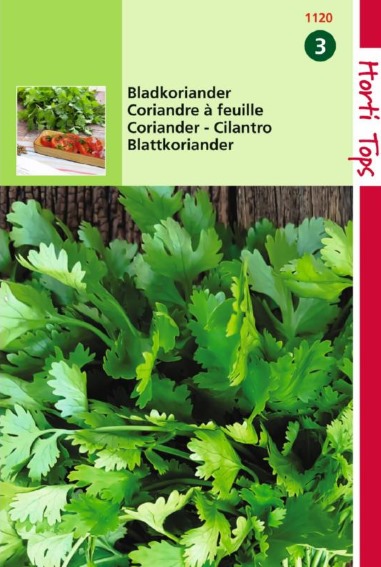 Coriander (Coriandrum sativum) 300 seeds HT